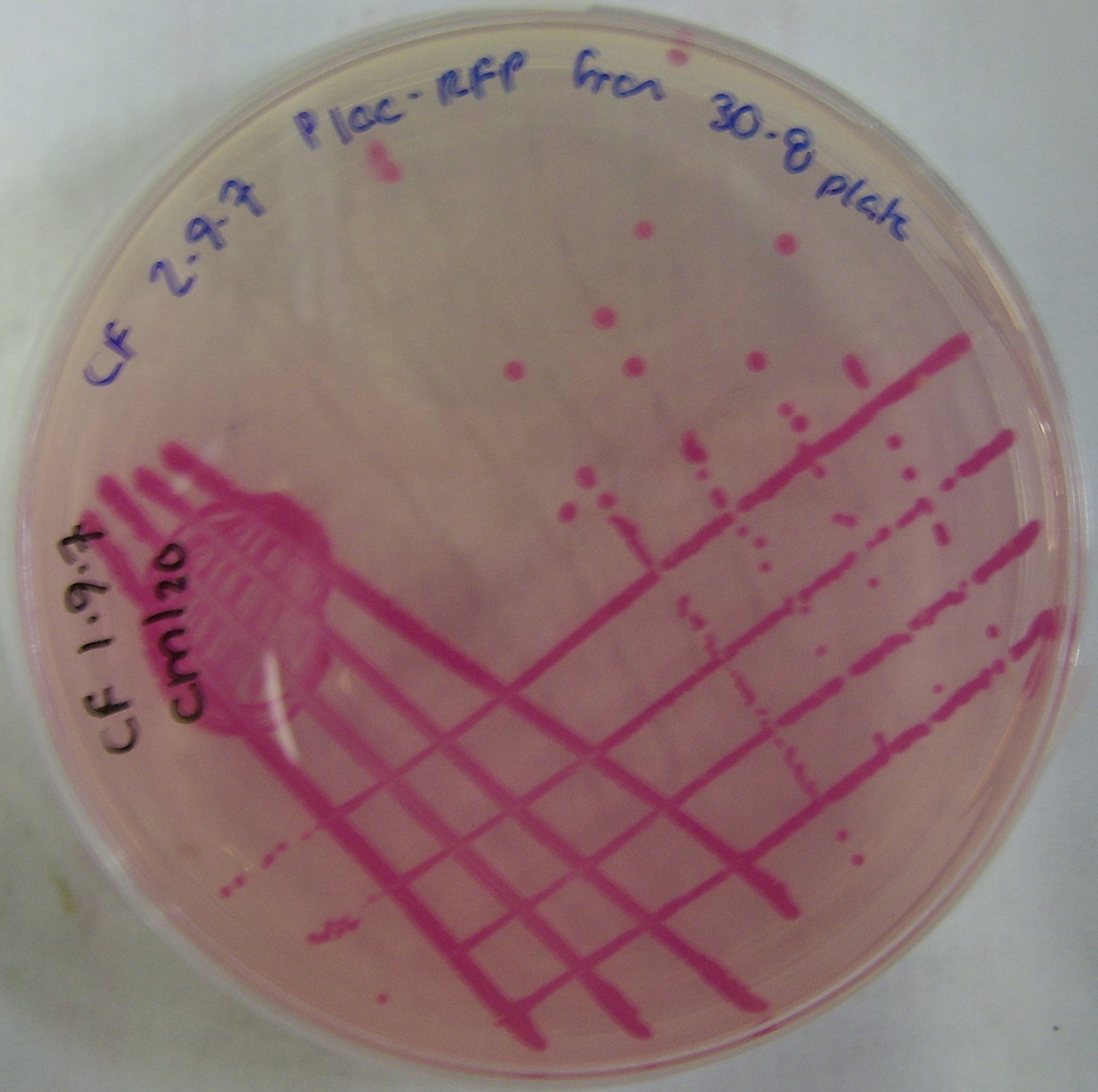 PLac-RFP-pTG262 Bacillus.JPG