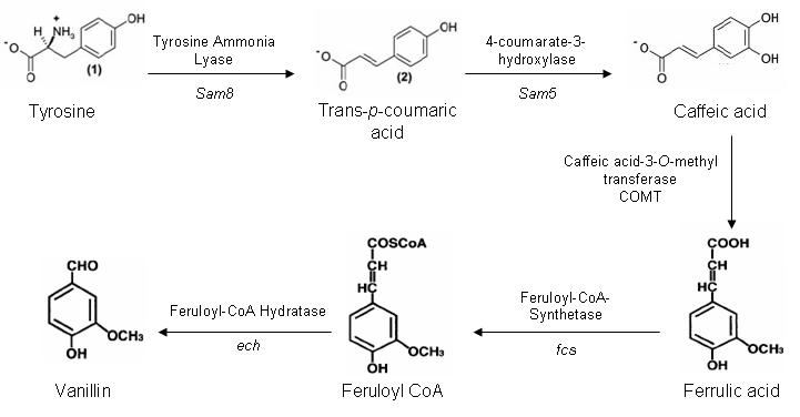 Vanillin synthesis pathway.JPG