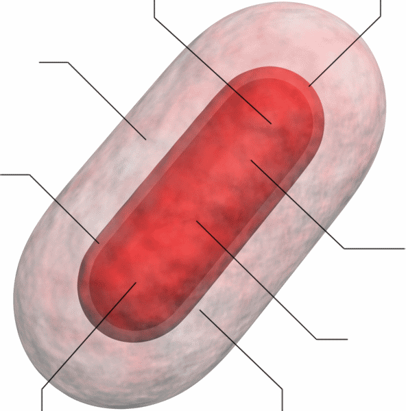 Red Bacterium With Link LinesV3.gif