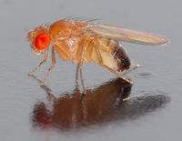 A male fly