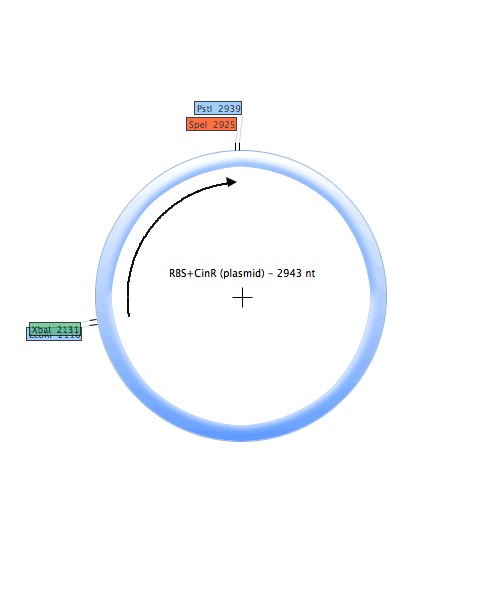 RBS-CinR (plasmid).jpg
