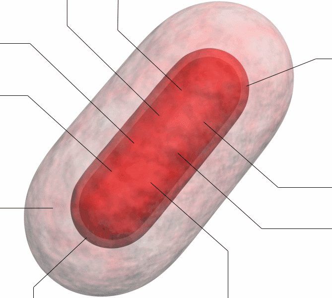 Red Bacterium Animated With Lines.gif