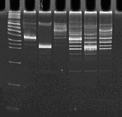 PCR 10-25-07.JPG