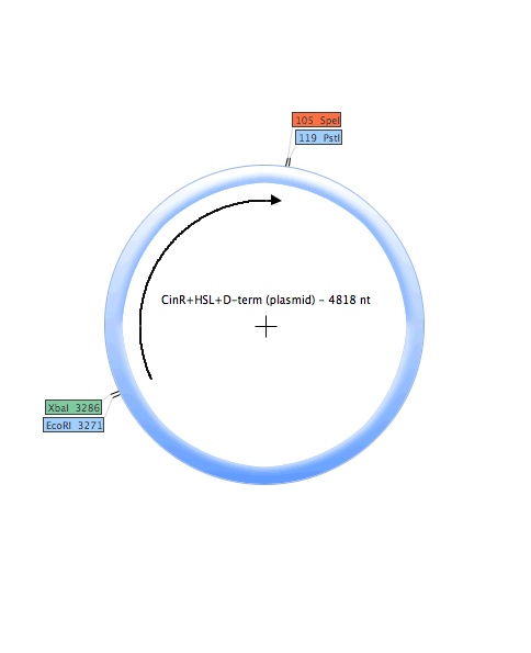 CinR-HSL-D-term (plasmid).jpg