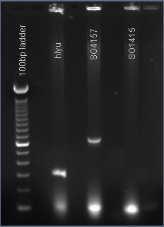 BU labeled GTF PCR 7-25-2007.jpg