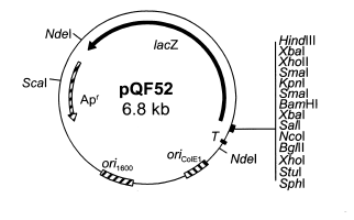 PQF52 2.PNG