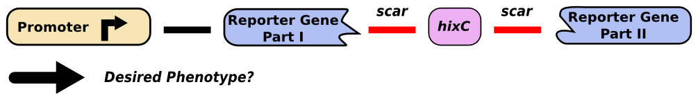 Split-gene.png