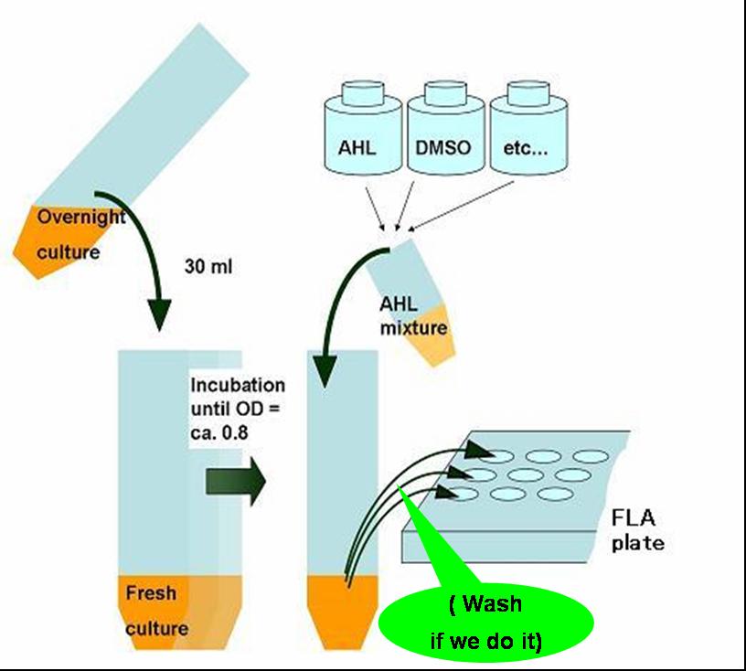 Fig. 1. AHL Assay  Basically, experiments using AHL employed this process.