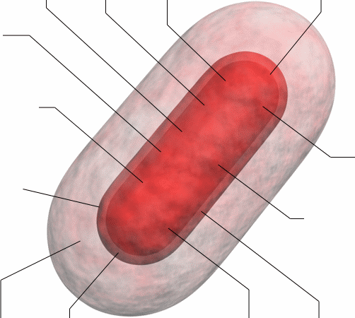 Red Bacterium With Link LinesV2.gif