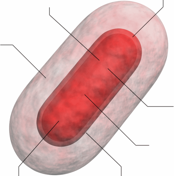 Red Bacterium With Link LinesV5.gif
