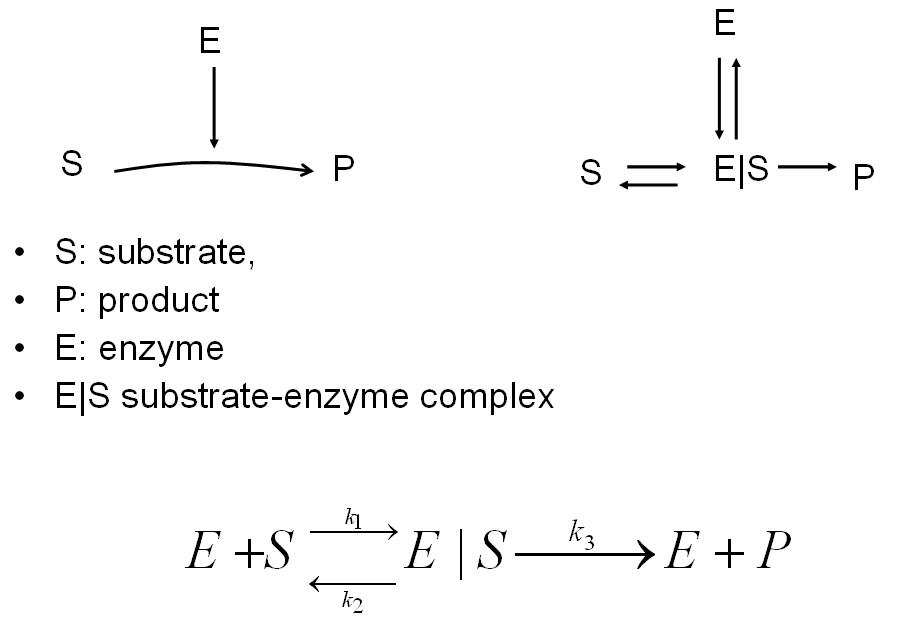 Enzymeequation.jpg