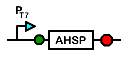 Berk-Figure-AHSP.png