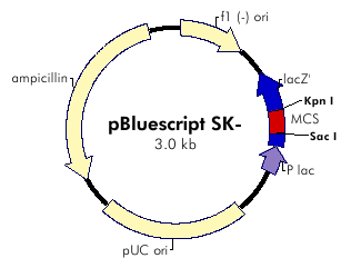 Pbluescript SK-.jpg