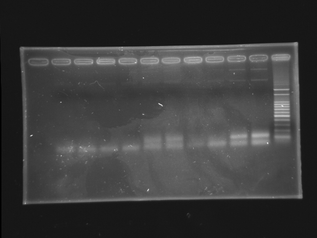 NYMU Taipei Gel 20070908 plasmid check 1.JPG