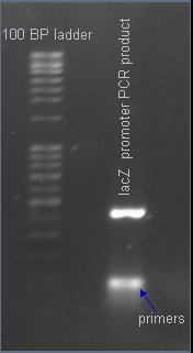 BU labeled lacz PCR cropped 7-17.jpg