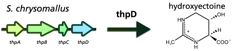 File:Thp and stuff.png