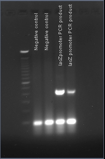 BU labeled lacz PCR 7-19-2007.jpg