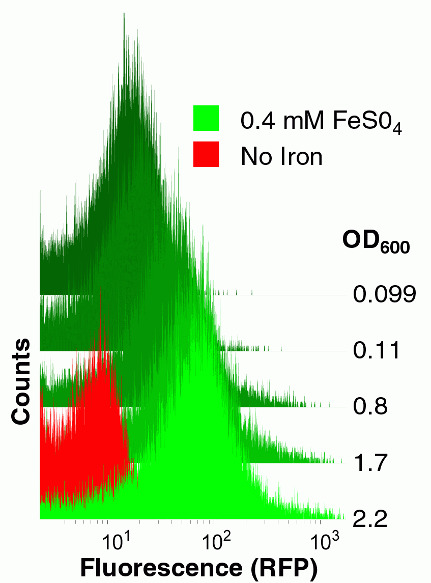 Cytometric analysis of an iron-inducible promoter.  Cells were transformed with an RFP transcriptional reporter device derived from our yfbE promoter part and grown with or without exogenous iron to various densities and then analyzed for fluorescence.
