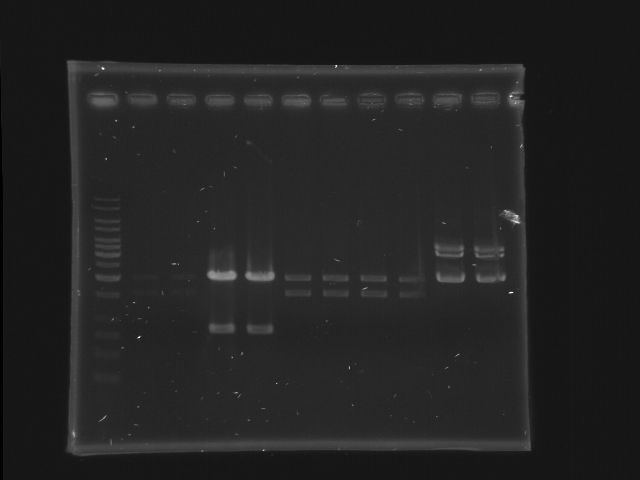 NYMU Taipei gel 20070916 plasmid check 1.JPG