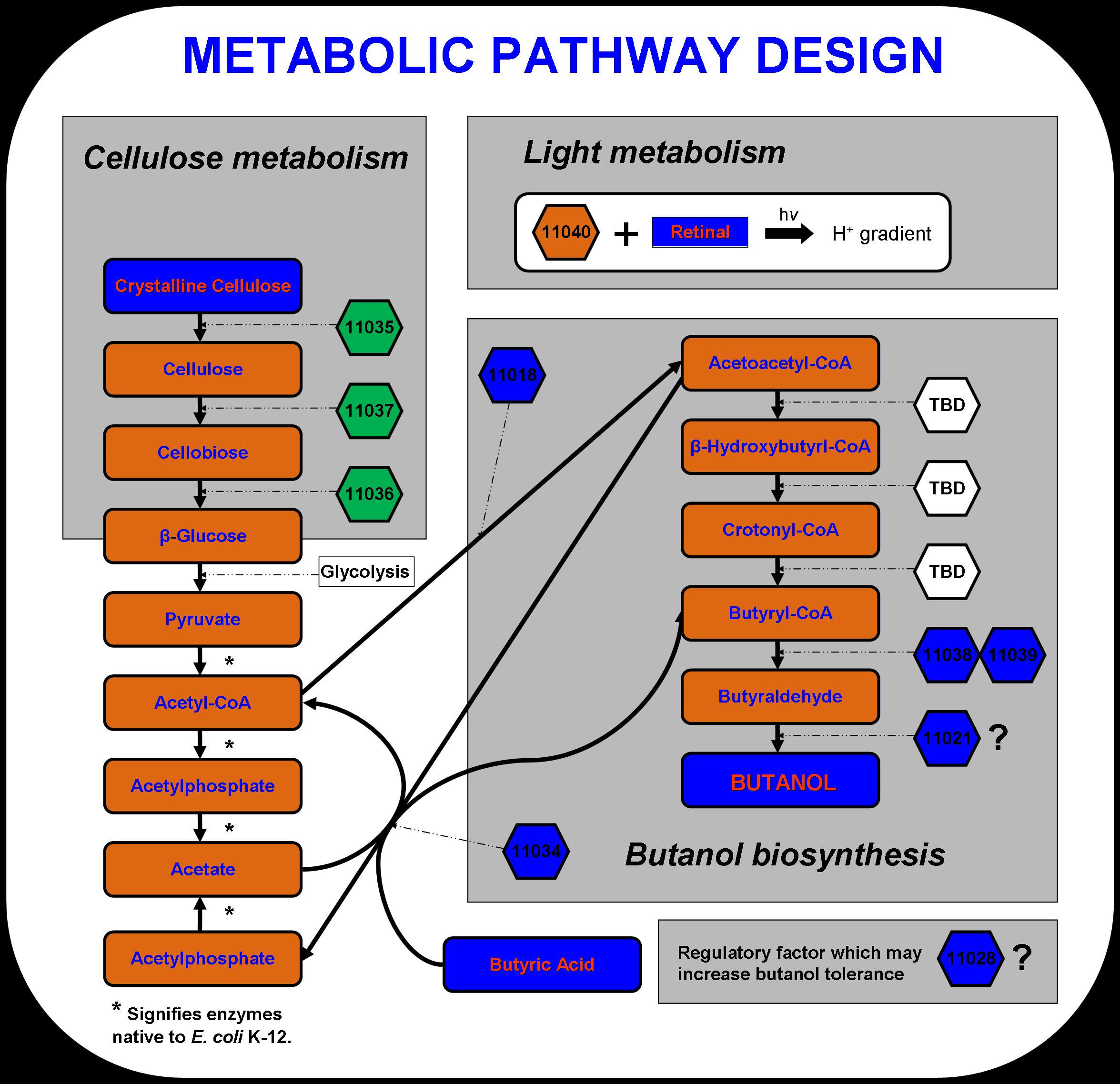 VGEM 2007 metabolic pathway.jpg