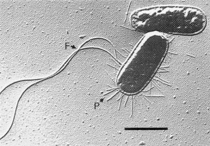 escherichia coli microscope