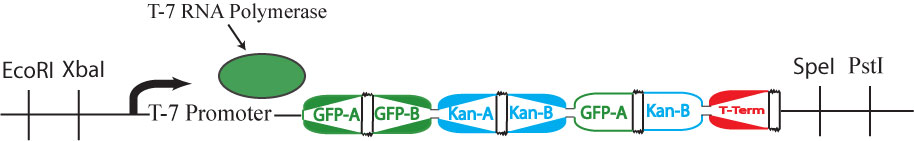 3N falsepos polymerase.jpg