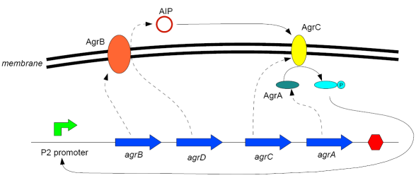 Agr operon and biochemical pathways.png