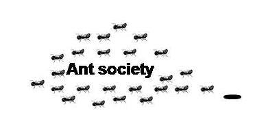 Ant society.JPG