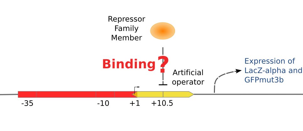 Ustc promoter repressor binding.jpg