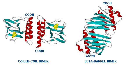 Dimer structure with arabinose on the left (yellow)