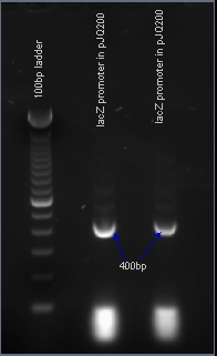 BU labeled lacz PCR 7-24-2007.jpg