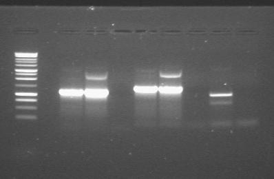 14thAug colony PCR.JPG