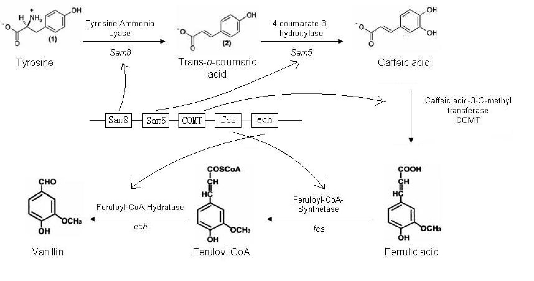 Enzyme pathway.jpg