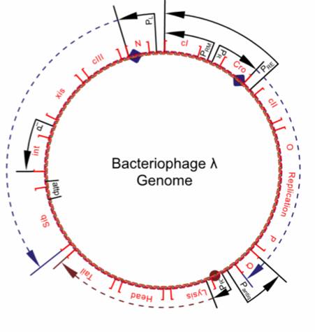 Bacteriophage lambda genome.jpg
