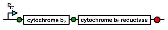Berk-Figure-Cytochrome.png