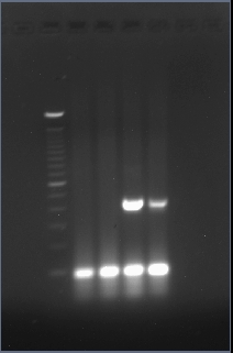 BU lacz PCR 7-19-2007.jpg