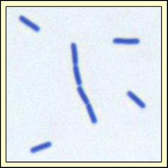 Bacillus subtilis.jpg