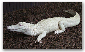 Albino alligator.jpg