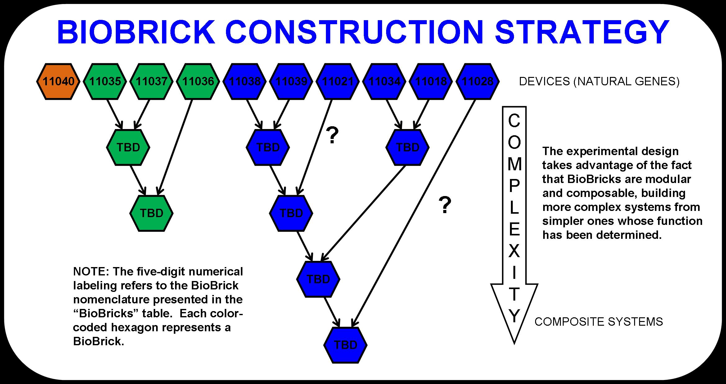 VGEM 2007 biobrick construction strategy.jpg