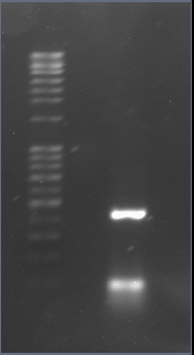 BU lacz PCR cropped 7-17.jpg