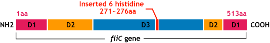 Fig.10 flic his gene