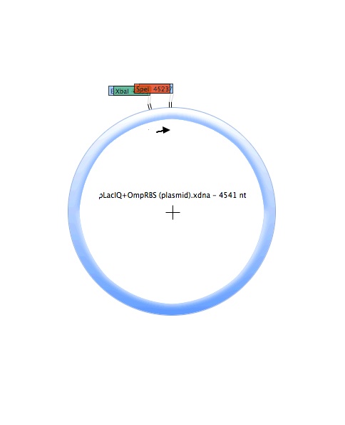 PLacIQ-OmpRBS (plasmid).jpg