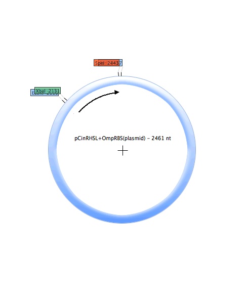 PCinRHSL-OmpRBS (plasmid).jpg