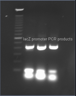 BU labeled lacz PCR 7-21-2007.jpg
