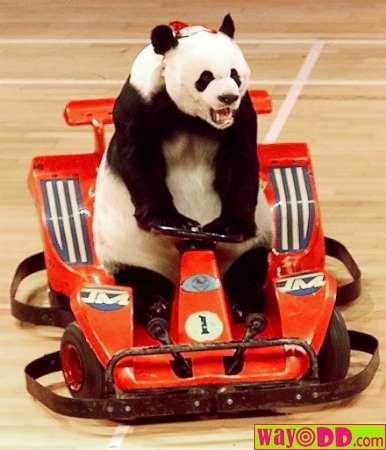 Panda racer.png