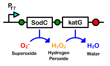 Berk-Figure-SodC-katG-Reaction.png