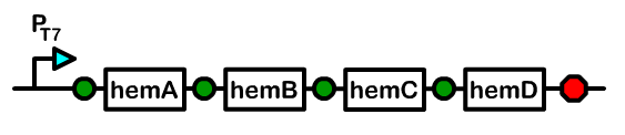 Berk-Figure-hemABCD.png