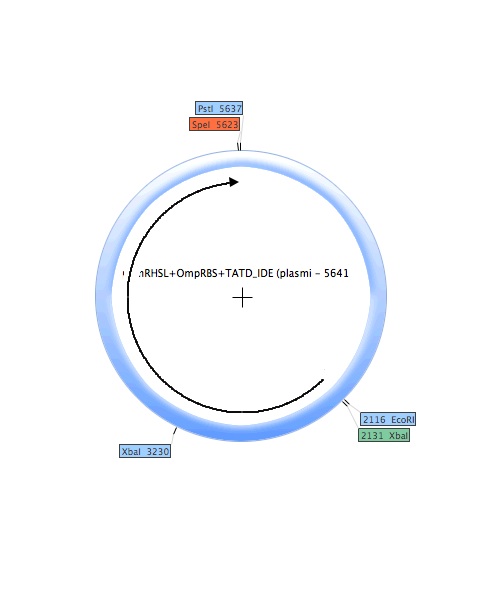 PCinRHSL-OmpRBS-TATD IDE (plasmid).jpg