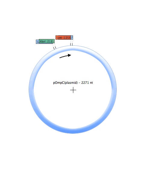 POmpC (plasmid).jpg