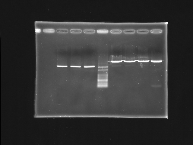 NYMU Taipei Gel 20070824 plasmid check 3.JPG